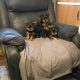 Yorkshire Terrier Puppies