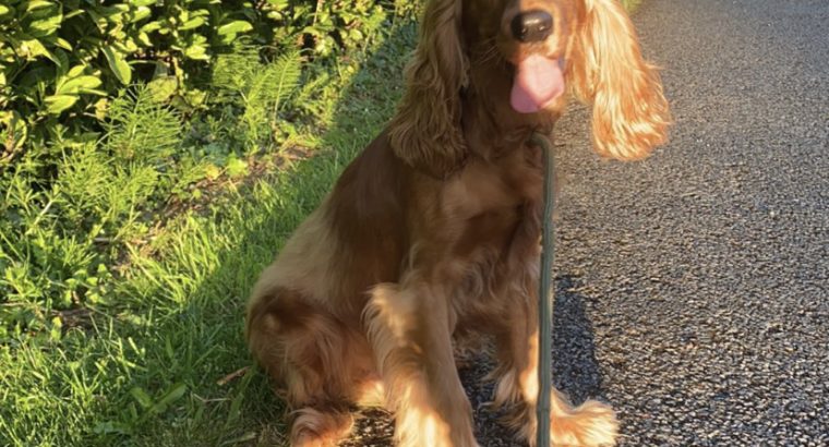 Danny, 1 year old Cocker Spaniel