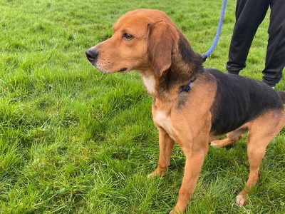 Kerrybeagle for Rehome in Letterkenny – IKC