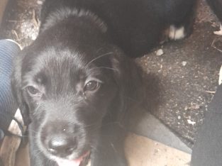 Labrador pups