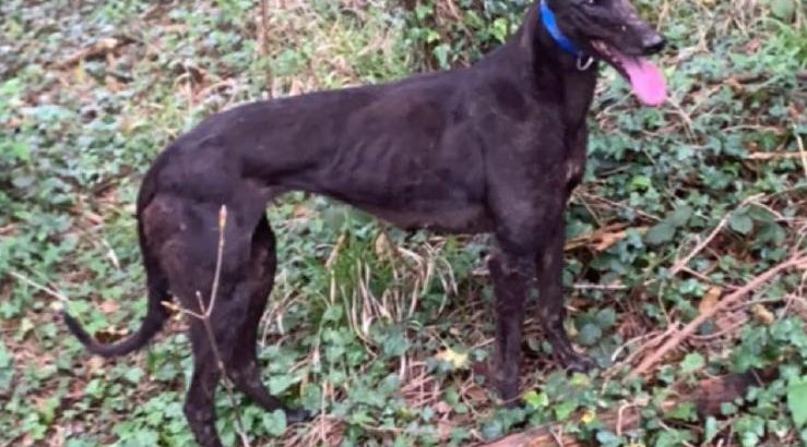 Scottish deerhound cross