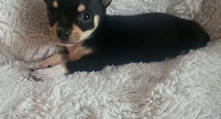 Miniature chihuahua