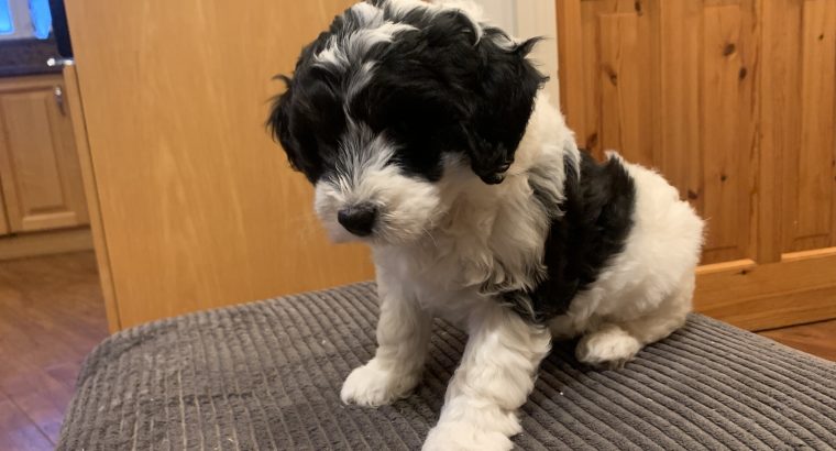 Cockapoo Pup