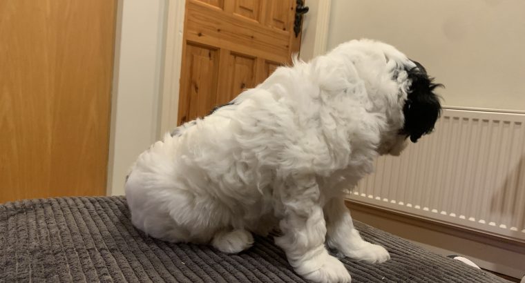 Cockapoo Pup