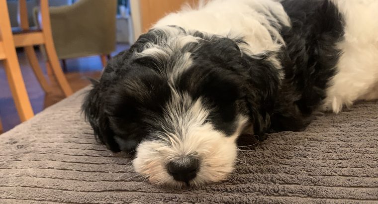 Cockapoo Pup