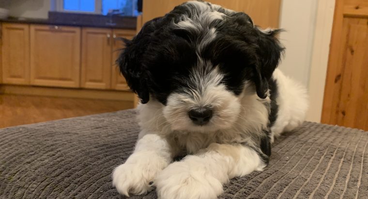 Cockapoo Pup