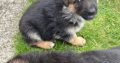 German Shepherd Puppies For Sale