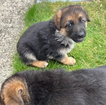 German Shepherd Puppies For Sale