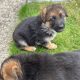 German Shepherd Puppies For Sale