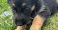 German Shepherd Puppies For Sale