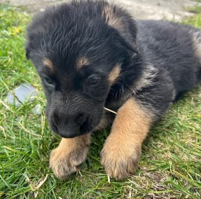 German Shepherd Puppies For Sale