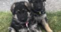 German Shepherd Puppies For Sale