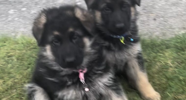 German Shepherd Puppies For Sale