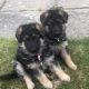 German Shepherd Puppies For Sale