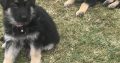 German Shepherd Puppies For Sale