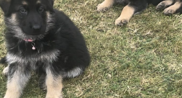 German Shepherd Puppies For Sale