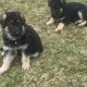 German Shepherd Puppies For Sale