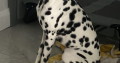 Female Dalmatian