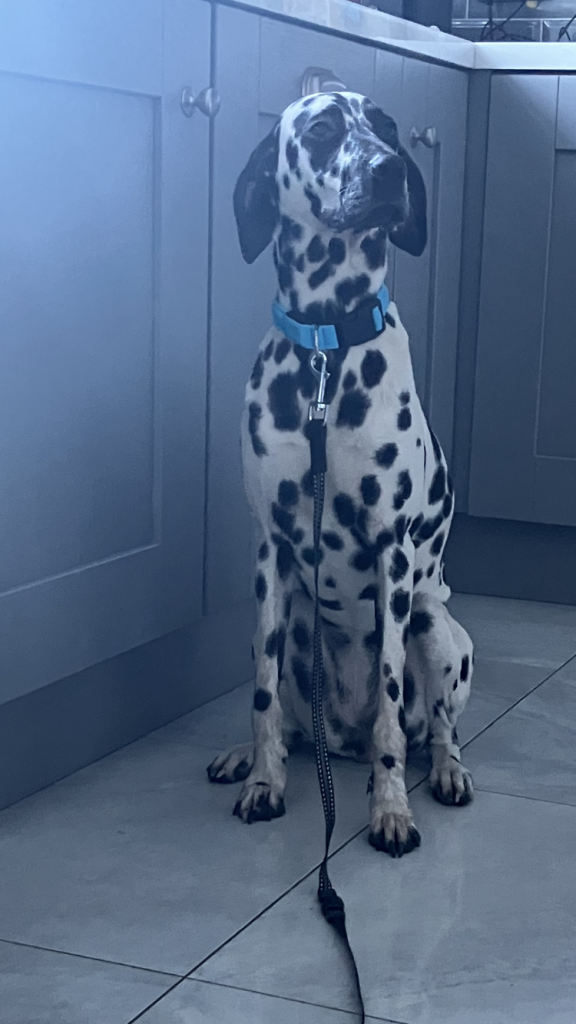 Female Dalmatian Dogs For Sale Ireland