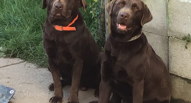 IKC Chocolate Labrador Pups