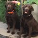 IKC Chocolate Labrador Pups