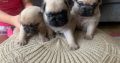 Adorable pug puppies