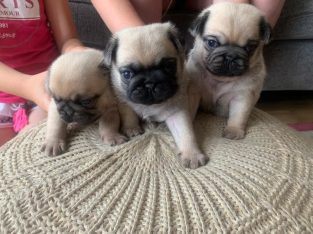 Adorable pug puppies