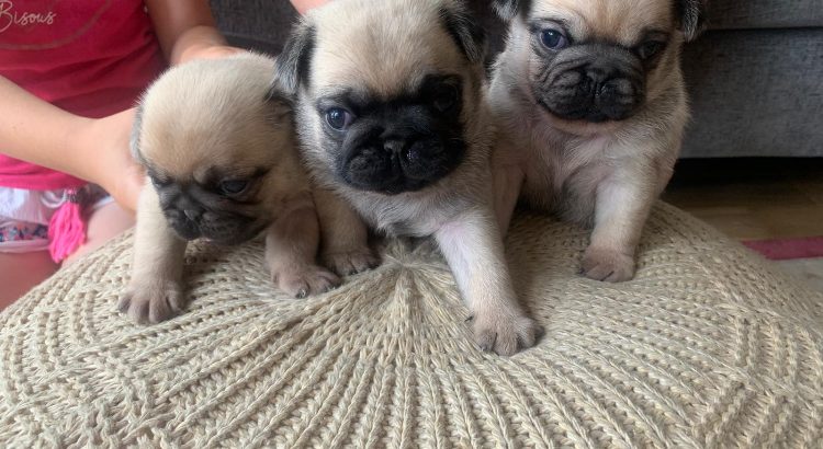 Adorable pug puppies