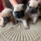 Adorable pug puppies