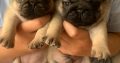 Adorable pug puppies