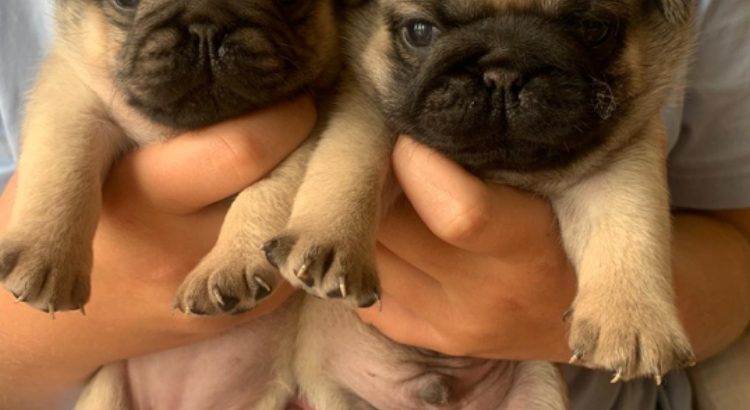 Adorable pug puppies