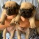 Adorable pug puppies