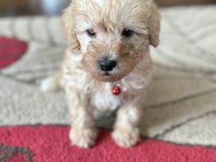 Schnauzer x poodle mix (schnoodles)