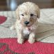 Schnauzer x poodle mix (schnoodles)