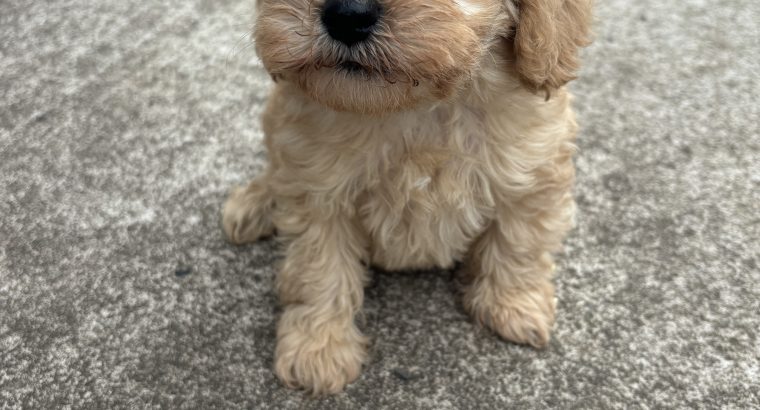 Schnauzer x poodle mix (schnoodles)