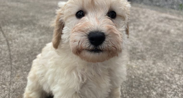 Schnauzer x poodle mix (schnoodles)