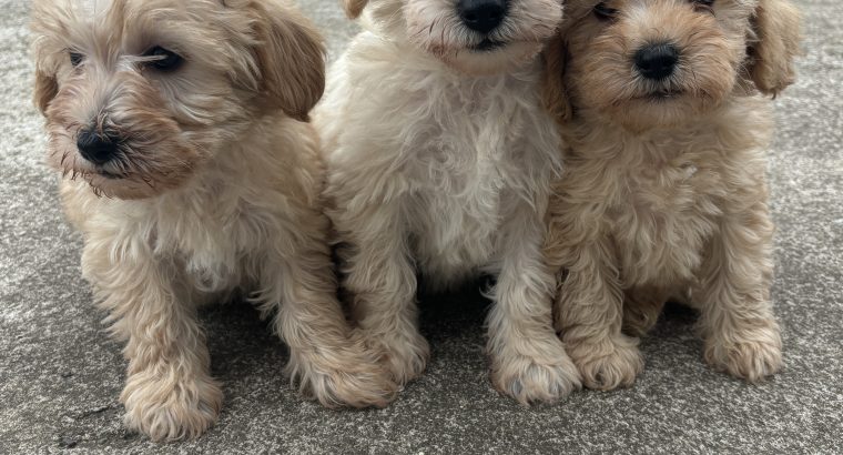 Schnauzer x poodle mix (schnoodles)