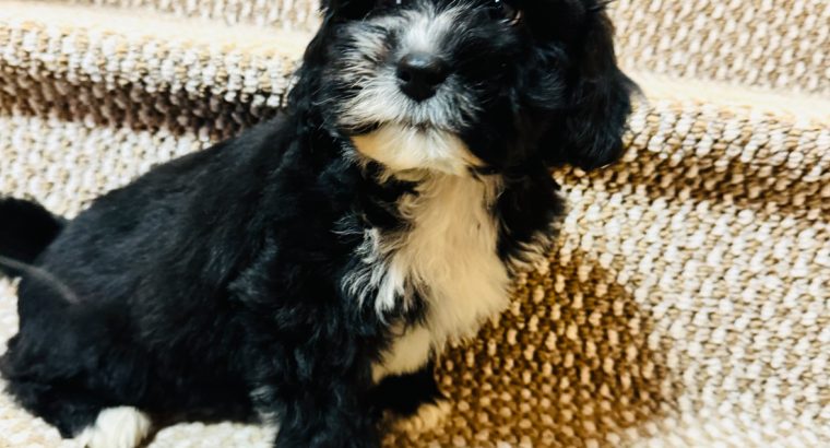 Beautiful shihpoo puppies ð¶ð¶ð¶