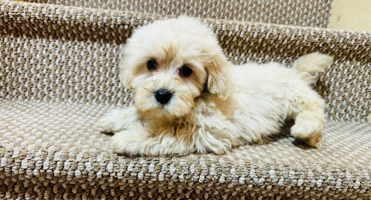 Beautiful shihpoo puppies ð¶ð¶ð¶