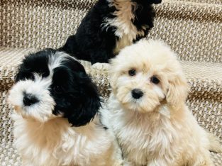 Beautiful shihpoo puppies ð¶ð¶ð¶