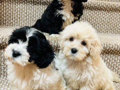 Beautiful shihpoo puppies ð¶ð¶ð¶