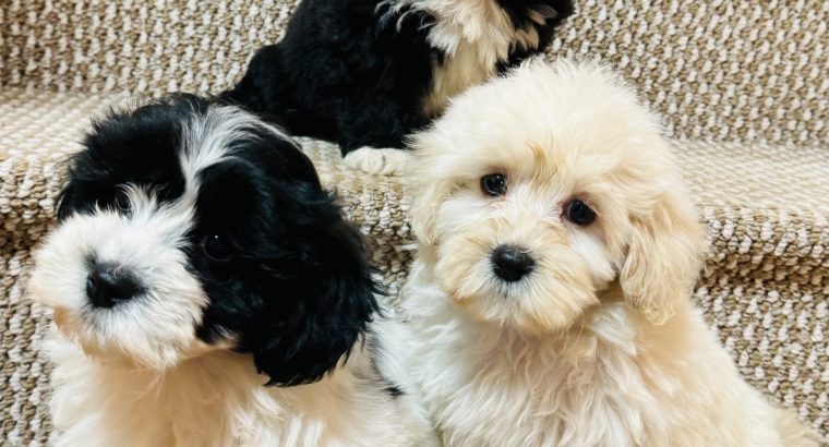 Beautiful shihpoo puppies ð¶ð¶ð¶