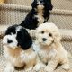 Beautiful shihpoo puppies ð¶ð¶ð¶