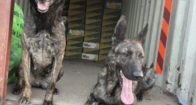 German shepherd / Belgian Malinois