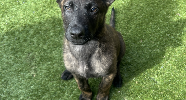 German Shepherd Puppies For Sale