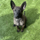 German Shepherd Puppies For Sale