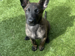 German shepherd / Belgian Malinois