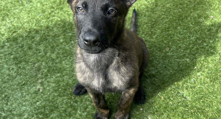 German shepherd / Belgian Malinois