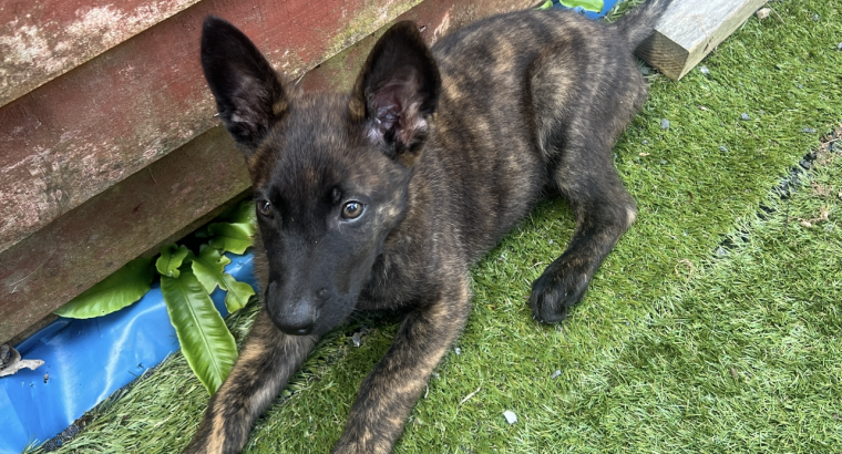 German Shepherd Puppies For Sale