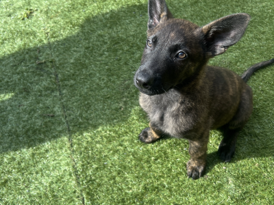 German Shepherd Puppies in Galway – Energetic Fun